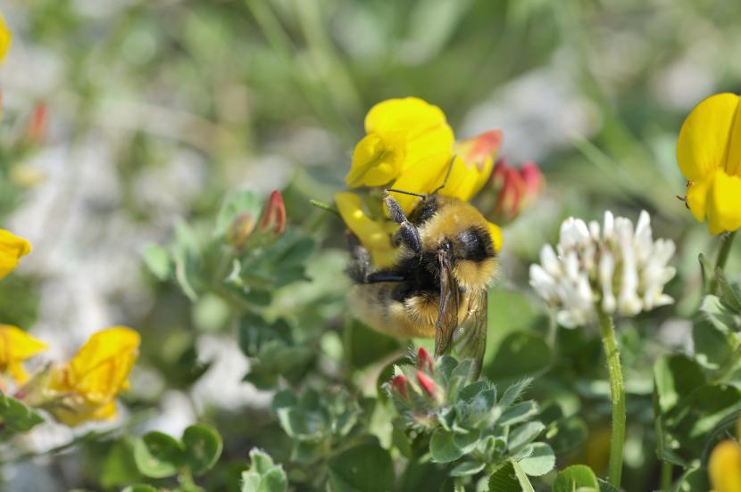 Great Yellow Bumblebee (Bombus distinguendus) feeding on Birds foot trefoil, South Uist machair. ©Lorne Gill/SNH. For information on reproduction rights contact the Scottish Natural Heritage Image Library on Tel. 01738 444177 or www.nature.scot