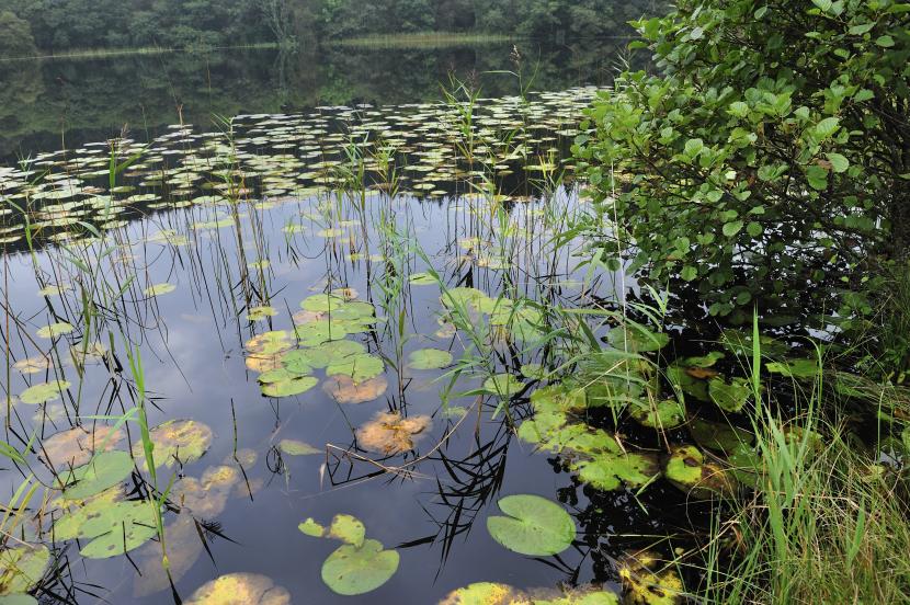 Waterlilies growing in a lochan near Taynish NNR. Argyll and Stirling Area. ©Lorne Gill/SNH. 