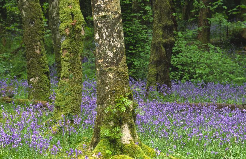 Bluebells, Endymion non-scriptus. Kinloch Woods, Isle of Rum NNR. ©Laurie Campbell/SNH. 