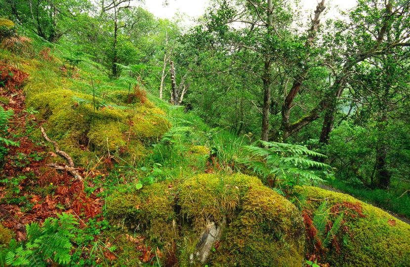Glasdrum National Nature Reserve. 