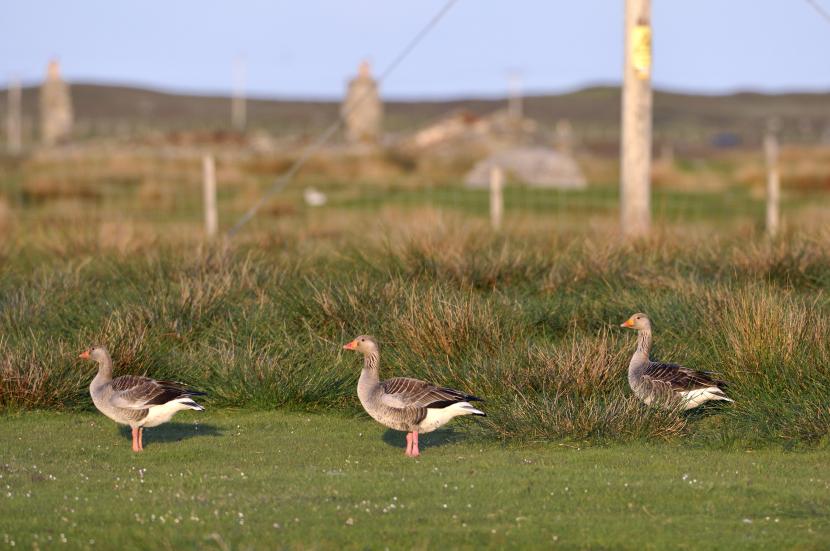 Greylag geese (Anser anser) grazing on croftland. ©Lorne Gill/SNH. For information on reproduction rights contact the Scottish Natural Heritage Image Library on Tel. 01738 444177 or www.nature.scot