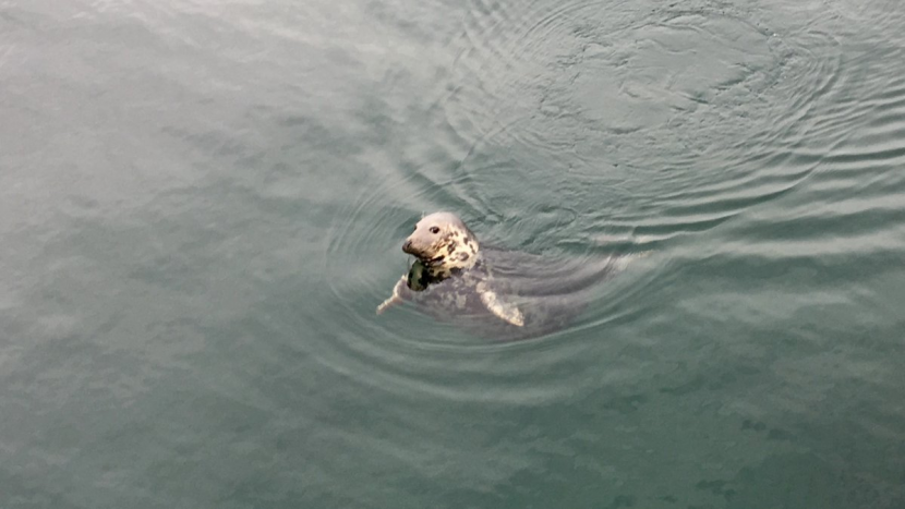 CycleForNature grey seal visitor
