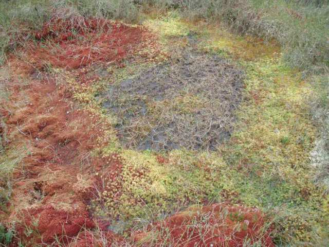 Area of bare peat has been ‘rewetted’ through ditch damming. The multi coloured Sphagnum moss is recolonising. ©Andrew McBride/PeatlandACTION. For information on reproduction rights contact the Scottish Natural Heritage Image Library on Tel. 01738 444177 or www.nature.scot  