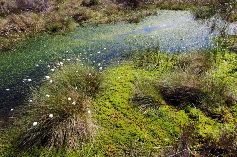 Sphagnum moss growing in bog pool. 