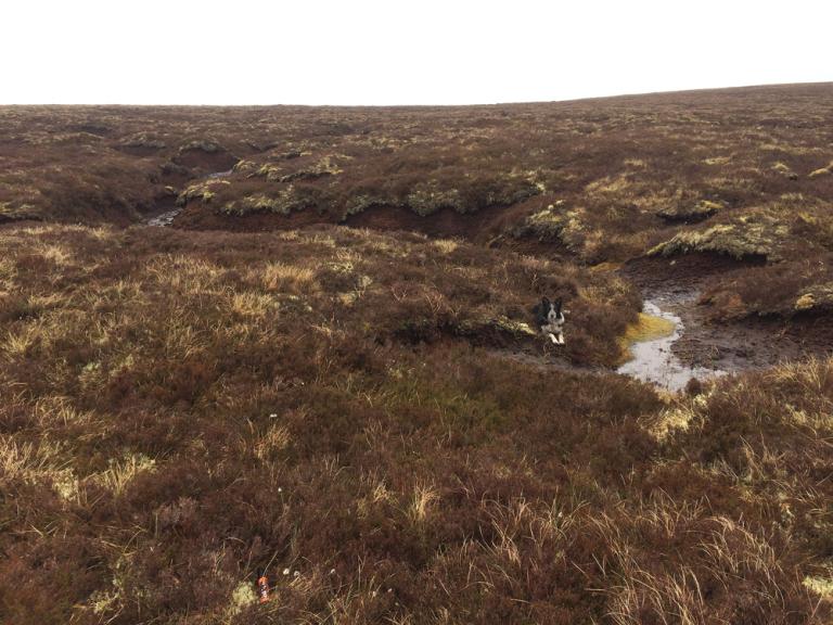 Area of peatland with a gully running through it. 