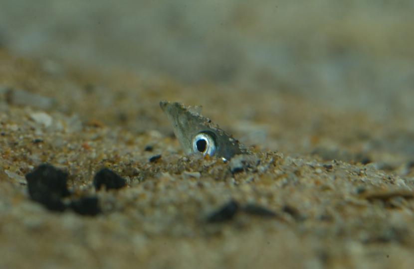 A sandeel in a sandy sea bed. ©Keith Mutch. For information on reproduction rights contact the Scottish Natural Heritage Image Library on Tel. 01738 444177 or www.nature.scot