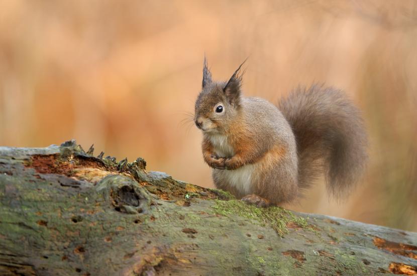 Red Squirrel (Sciurus vulgaris) sitting on a log. ©Lorne Gill/SNH. For information on reproduction rights contact the Scottish Natural Heritage Image Library on Tel. 01738 444177 or www.nature.scot