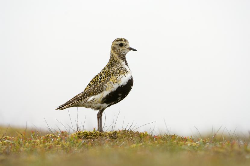 Male Golden plover (Pluvialis apricaria) in all his fine summer plumage. ©Lorne Gill/SNH. For information on reproduction rights contact the Scottish Natural Heritage Image Library on Tel. 01738 444177 or www.nature.scot 