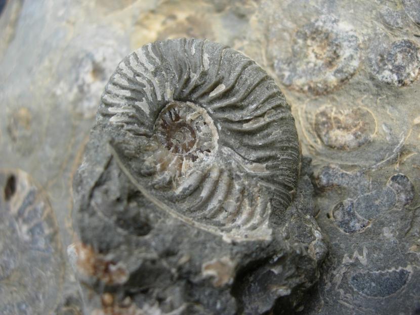 Ammonite fossils in a beach cobble found on a beach in Northeast Skye.  Invertebrate fossils such as this are not affected by the Skye Nature Conservation Order. However, in areas that are also Sites of Special Scientific Interest (SSSI) restrictions on collecting can also apply.  ©Colin MacFadyen/SNH.  