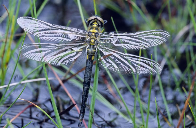 Northern Emerald Dragonfly, omatochlora arctica.