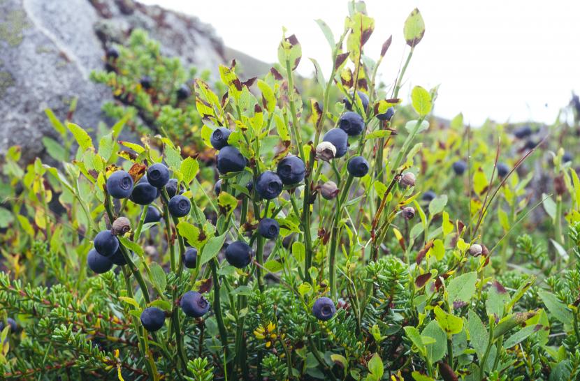 Blaeberry fruits