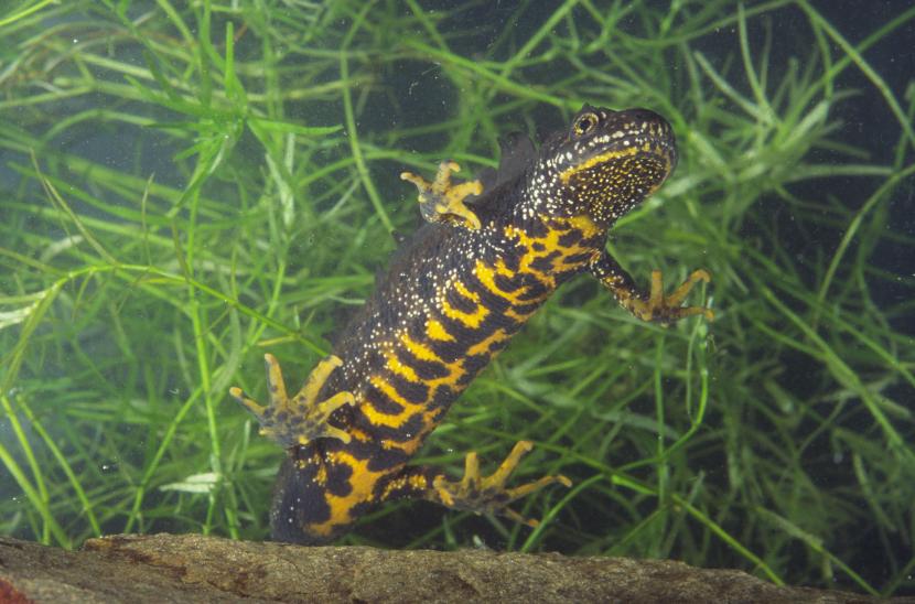 Male Great crested newt  (Triturus cristatus). ©Lorne Gill/SNH. For information on reproduction rights contact the Scottish Natural Heritage Image Library on Tel. 01738 444177 or www.nature.scot