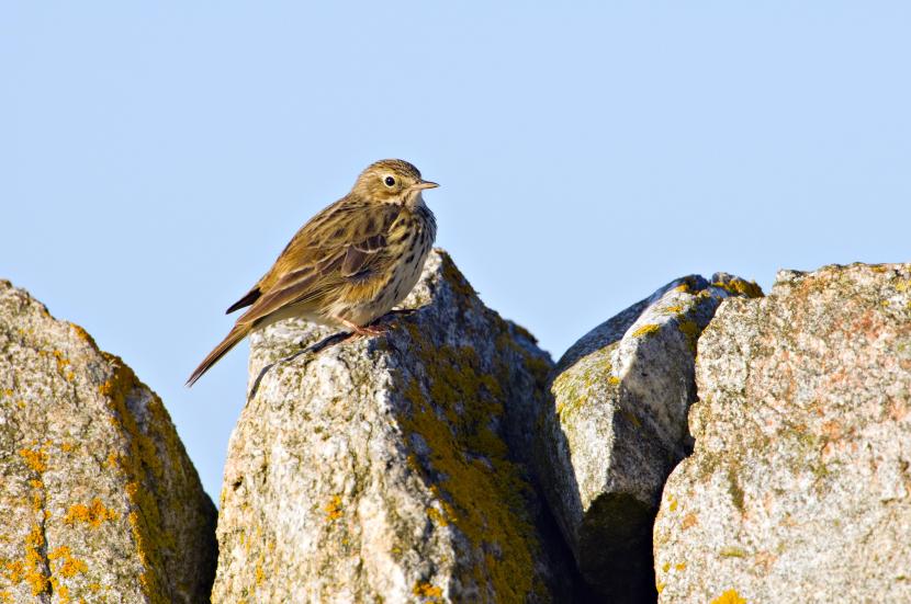Meadow pipit. ©Lorne Gill/SNH. For information on reproduction rights contact the Scottish Natural Heritage Image Library on Tel. 01738 444177 or www.nature.scot