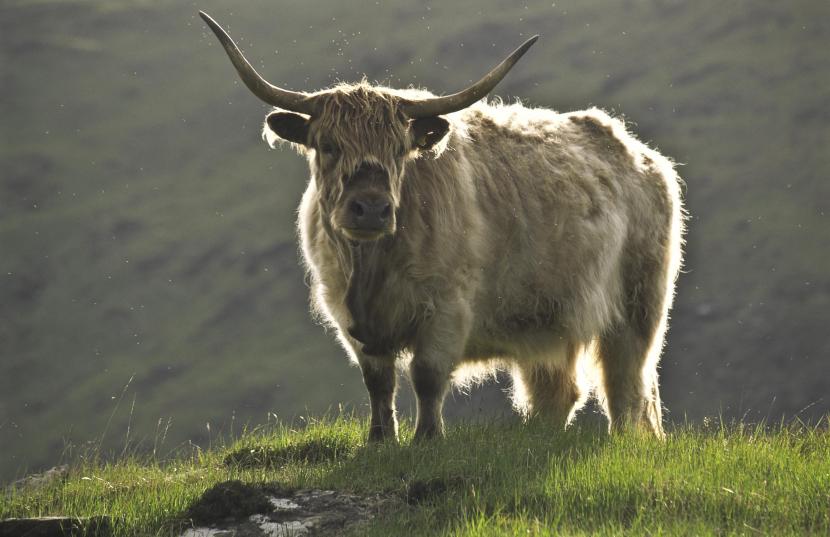 Cow Surrounded by midges