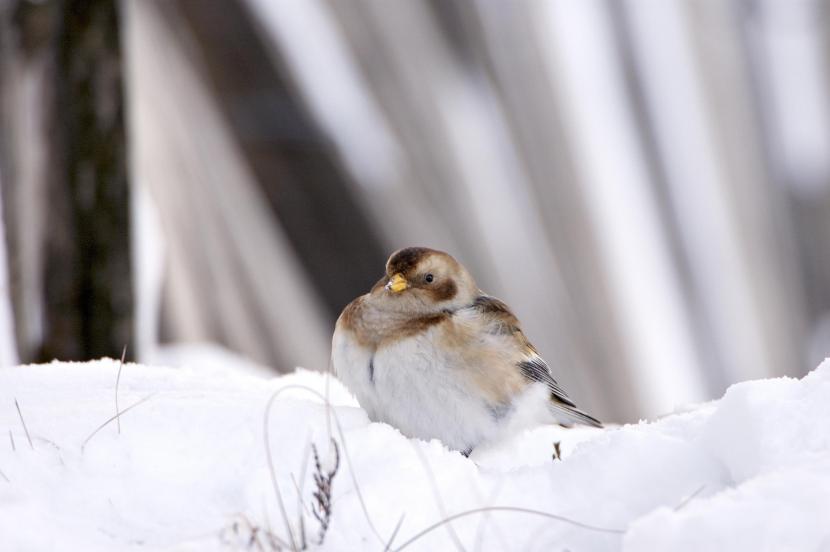 Snow Bunting. ©Lorne Gill/SNH. For information on reproduction rights contact the Scottish Natural Heritage Image Library on Tel. 01738 444177 or www.nature.scot