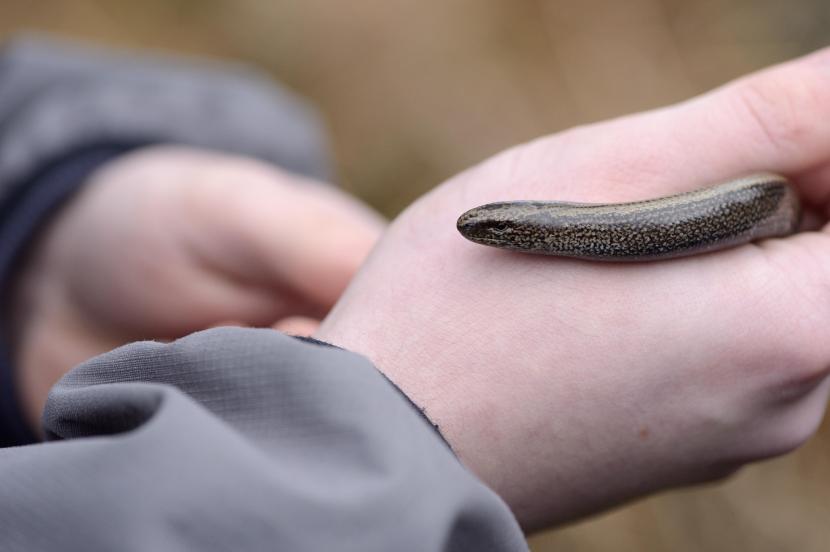 a slow worm in someones hands