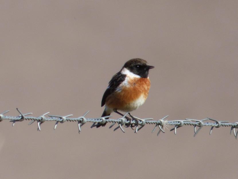 Male Stonechat (Saxicola torquata). ©SNH. For information on reproduction rights contact the Scottish Natural Heritage Image Library on Tel. 01738 444177 or www.nature.scot