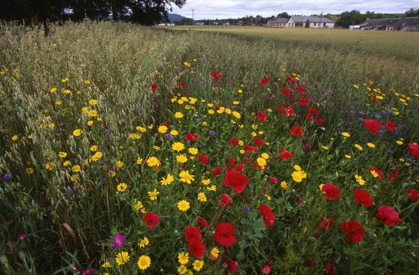 Common poppies, corn marigolds, corn flower and corn cockle
