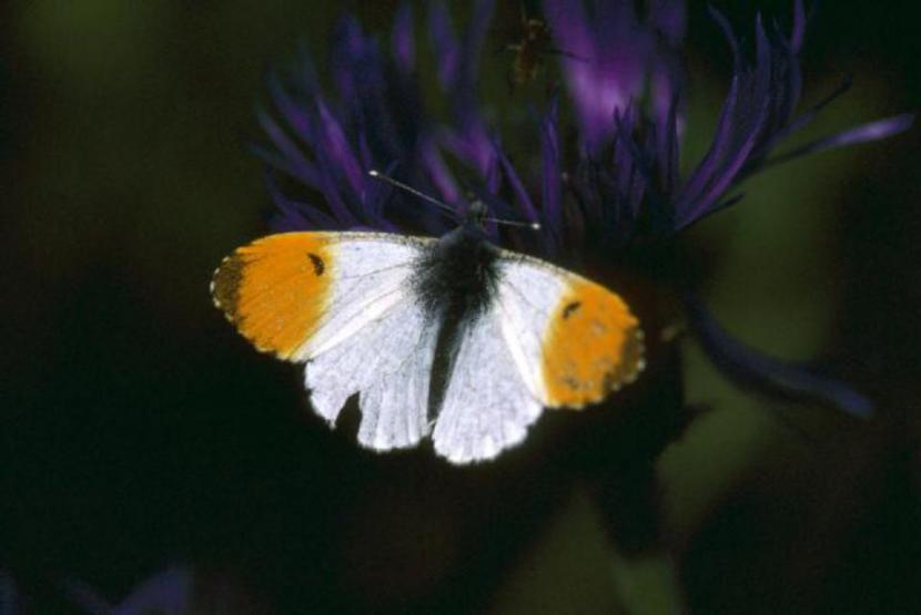 Orange tip butterfly. ©SNH. For information on reproduction rights contact the Scottish Natural Heritage Image Library on Tel. 01738 444177 or www.nature.scot