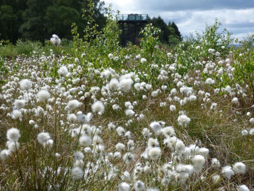 Bog cotton on Flanders Moss NNR.  ©David Pickett/SNH.