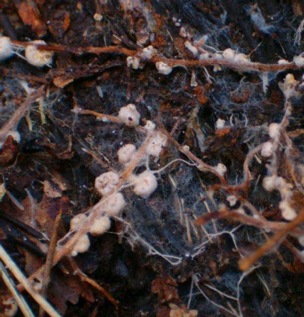 Soil fungi - mycorrhizas