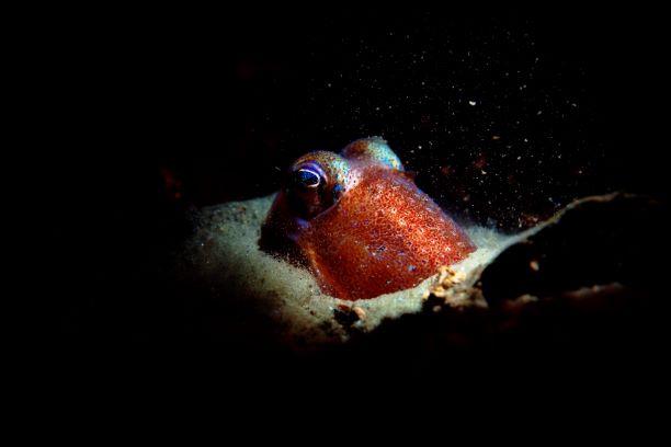 Loch Long - bobtail squid