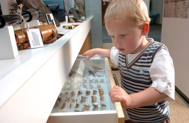 Young child entranced by moths display at exhibition.
