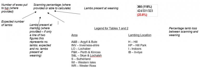 Flow chart of Percentage lamb loss between scanning and weaning