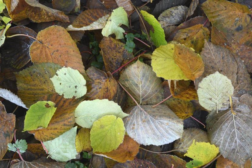 Learning in local Greenspace - Case Study - Fallen leaves near Battleby, Perthshire.