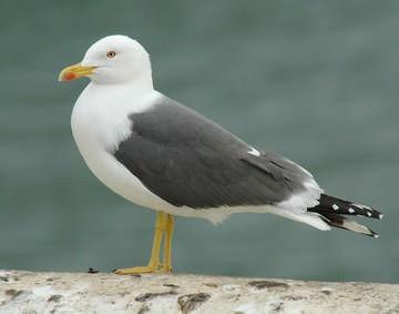 Lesser black-backed gull (Larus fuscus)