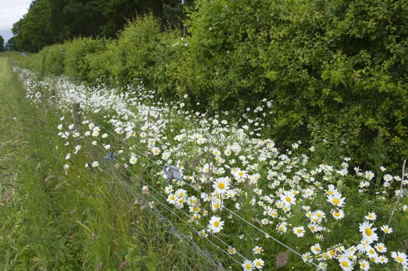 Hawthorn hedge and ox-eye daisies growing on a field margin at Ballathie Estate near Stanley. Tayside and Clackmannanshire Area.©Lorne Gill/NatureScot