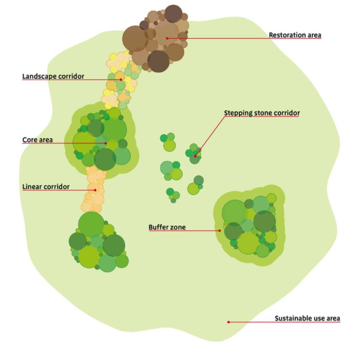 A drawing showing core areas of habitat, some with a buffer zone around them and with differing methods of connection be it linear corridor, landscape corridor or stepping stone corridor