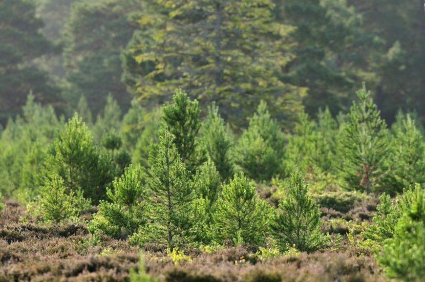 Scots pine woodland, Glenmore, Cairngorm National Park