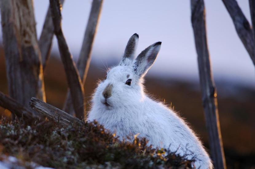 Mountain hare with white fur standing out against the dark foliage around it. 