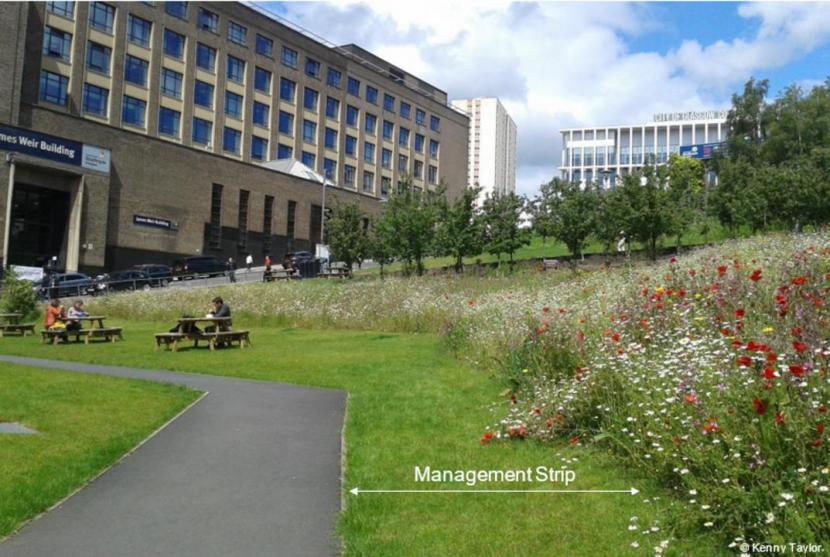 Management strip and wildflowers outside Strathclyde University building