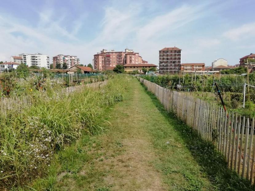 a field of urban allotments with central path copyright Francesca Martelli