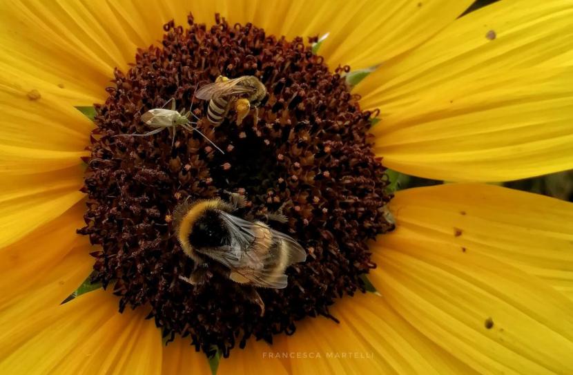 pollinator bees in centre of sunflower copyright Francesca Martelli