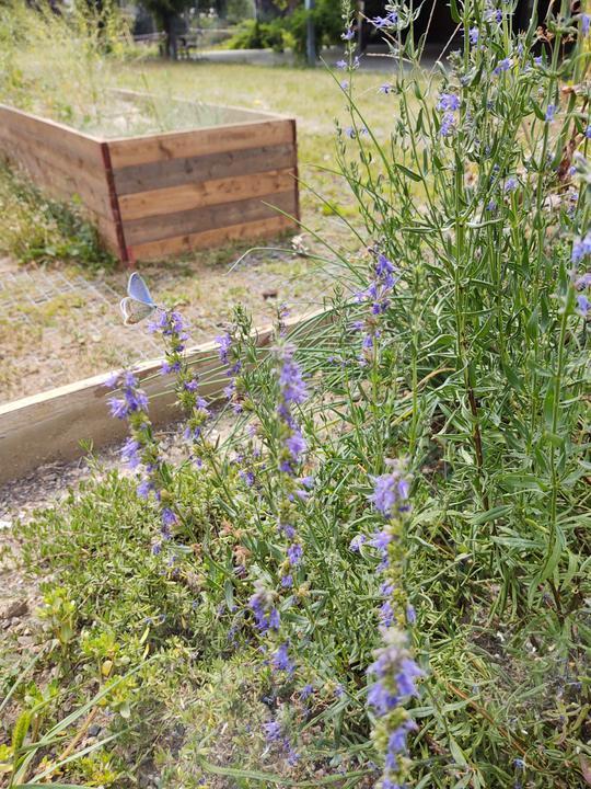 raised bed with purple pollinator flowers with butterfly alighted on one stem copyright Francesca Martelli