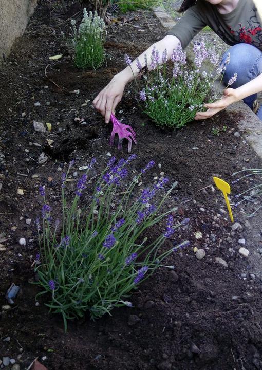 person with trowel planting lavendar plants in pollinator garden copyright Francesca Martelli