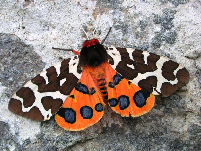 Garden tiger moth © Shane Farrell