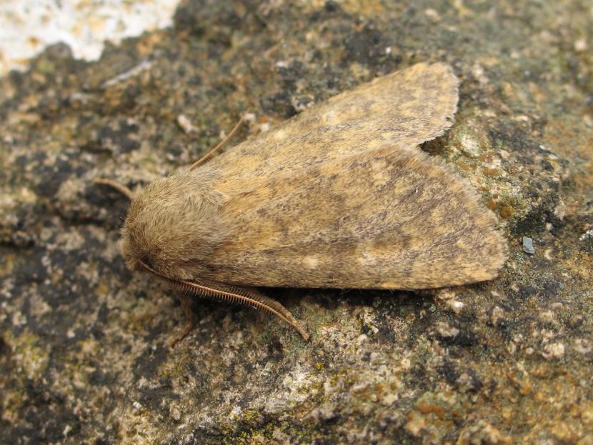 Brindled Ochre moth © Mark Parsons