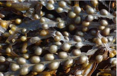Wireweed diagnostic features - Bladder wrack (Fucus vesiculosis)