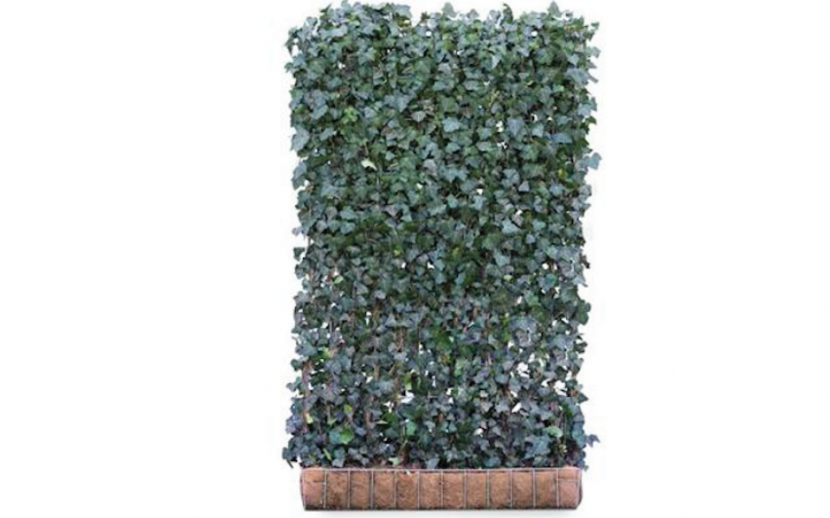 A panel covered with ivy.