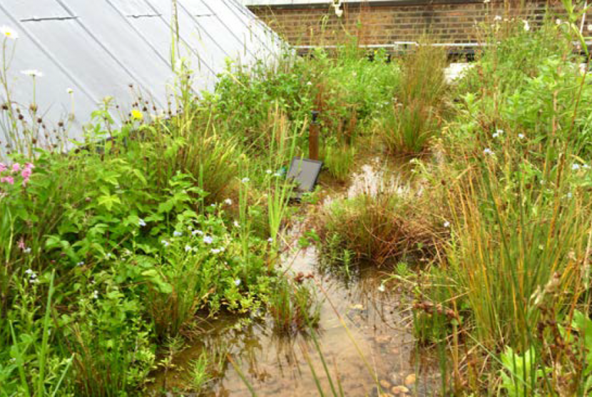 Photograph of a rooftop rain garden on top of the V&A Museum, with a variety of plants growing in stagnant water. 
