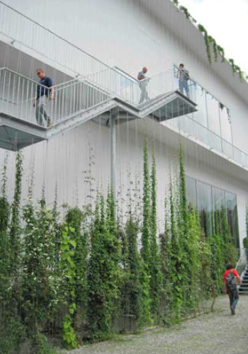 The exterior wall of the building, with wires running from the roof to the ground installed for climbing plants.