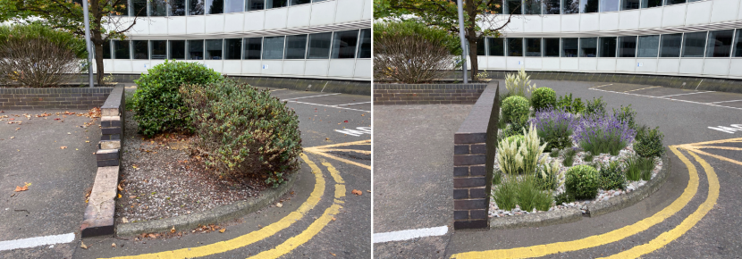 The ‘before’ photograph shows a bed partly planted with shrubs beside a damaged low wall with bricks missing, alongside a parking space.  The ‘after’ shows the bed remodelled as a rain garden and the wall repaired.