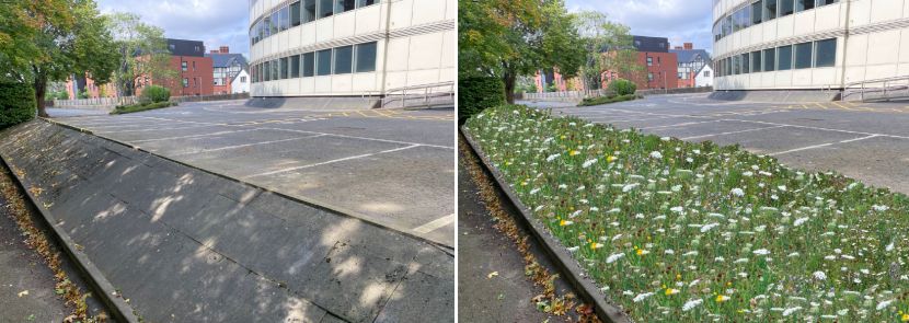 The ‘before’ photograph shows a row of parking spaces at the rear of the building, with a sloping bank covered with paving stones between it and the cycle path that runs alongside. The ‘after’ shows the paving stones removed and wildflowers growing along the bank.