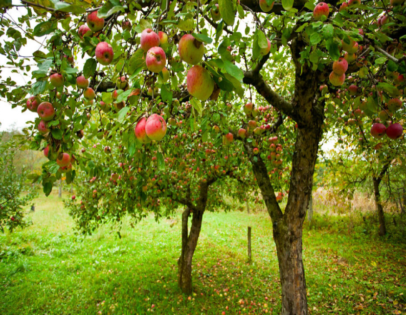 Photograph of apple trees in an orchard with branches full of ripe apples.
