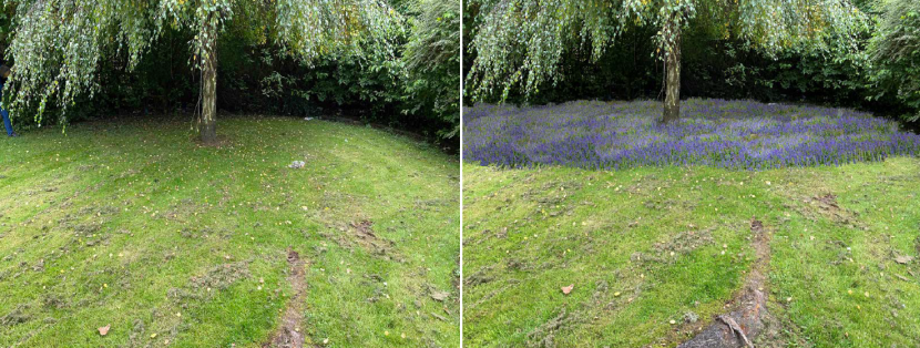 The ‘before’ photograph shows a tree on the lawn.  The ‘after’ shows wildflowers growing under the tree.