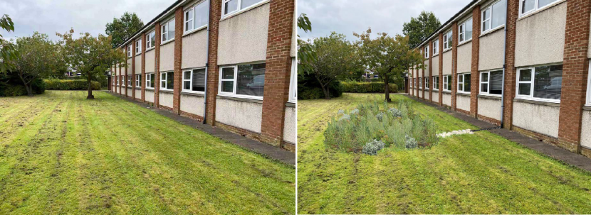 The ‘before’ photograph shows the lawn and the wall of the building, where there is a downpipe.  The ‘after’ shows a lush rain garden in the lawn, fed by a take-off pipe running from the downpipe.